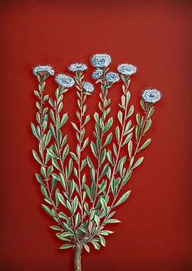 Globe Daisies on Red