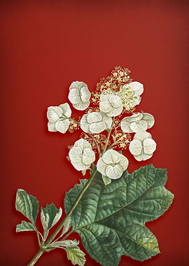 Oakleaf Hydrangea on Red