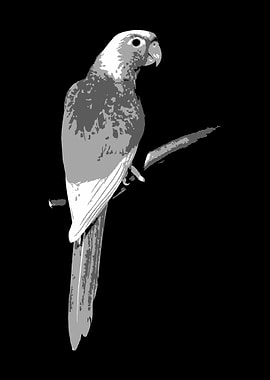 cockatoo black white v38