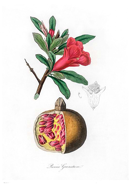The pomegranate Punica