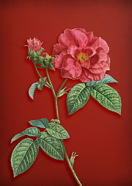 Apothecary Rose on Red