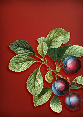 Cherry Plum on Red