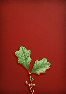 Vintage Botanical on Red