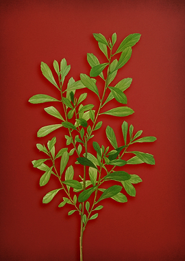 Vintage Botanical on Red