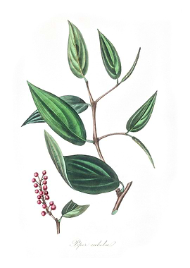 Piper cubeba