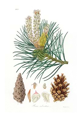 Scots pine Pinus