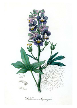 Delphinum staphisagria
