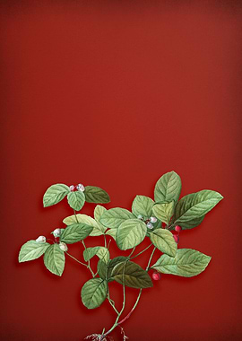 Vintage Botanical on Red