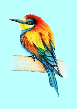 Bee eater