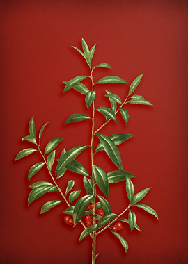 Vintage Botanical on Red