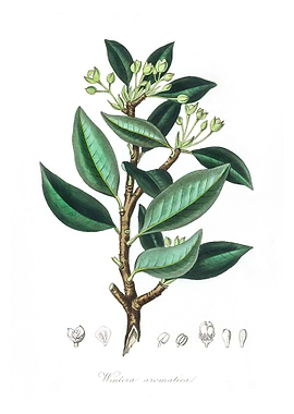 Wintera aromatica
