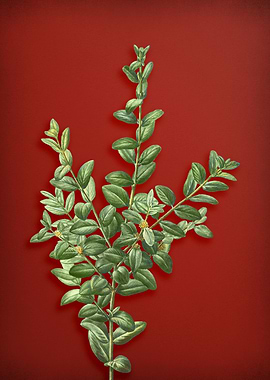 Vintage Botanical on Red