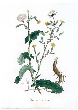 Wild lettuce Lactuca