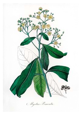 Allspice Myrtus pimenta