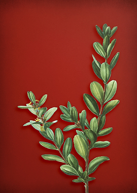 Vintage Botanical on Red
