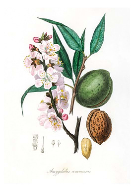 The almond Amygdalus