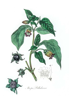 Deadly nightshade Atropa