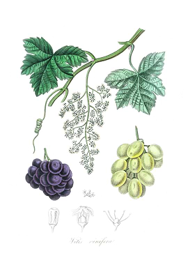 Common grape vine Vitis