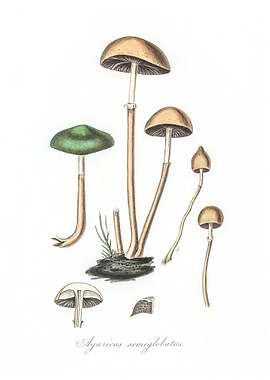 Agaricus semiglobatus