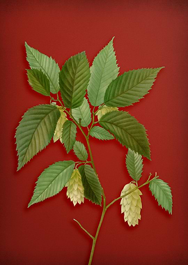 Vintage Botanical on Red