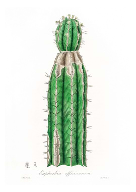 Euphorbia officinarum