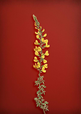 Vintage Botanical on Red