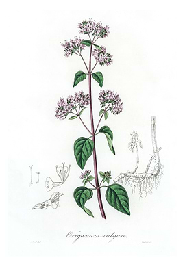 Oregano Origanum vulgare