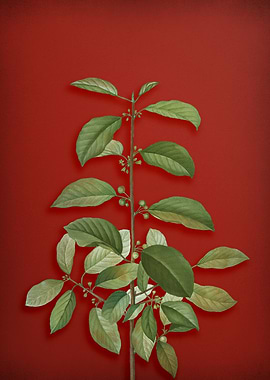 Vintage Botanical on Red