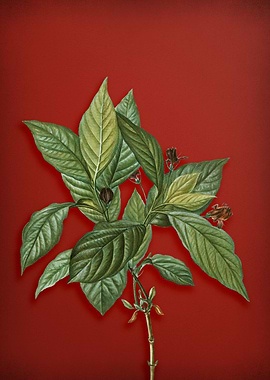 Vintage Botanical on Red