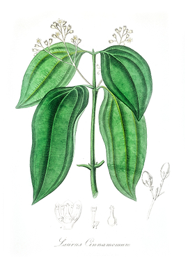 True cinnamon tree Laurus