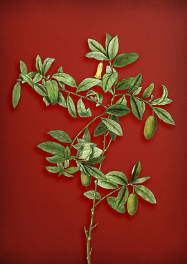 Vintage Botanical on Red