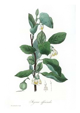 Styrax officinalis