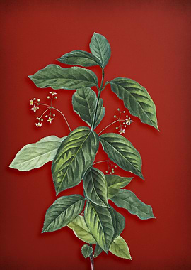 Vintage Botanical on Red