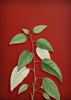 Vintage Botanical on Red