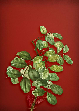 Vintage Botanical on Red