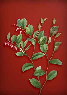 Vintage Botanical on Red