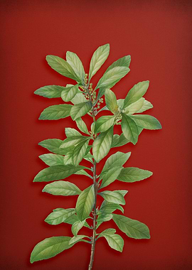 Vintage Botanical on Red