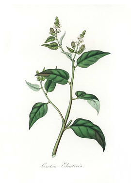 Croton eleuteria