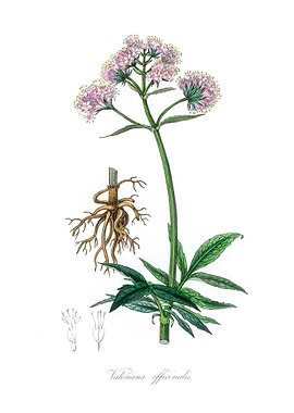 Valerian Valeriana