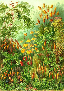 Moss Ernst Haeckel