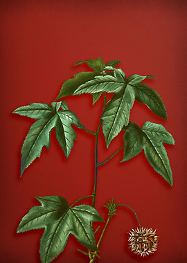 Vintage Botanical on Red