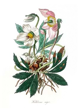 Christmas rose Helleborus