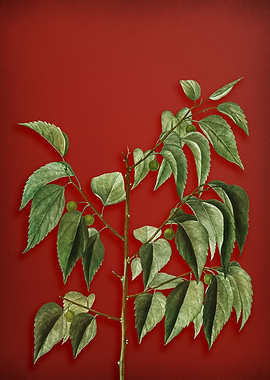 Vintage Botanical on Red