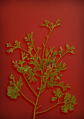 Vintage Botanical on Red