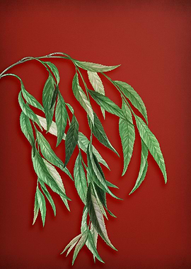 Vintage Botanical on Red