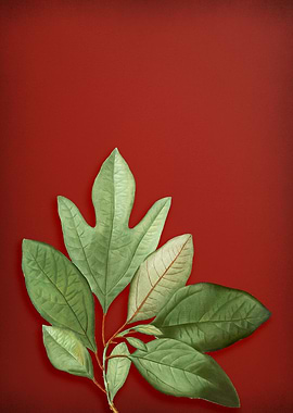 Vintage Botanical on Red