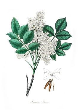 Manna ash Fraxinus ornus