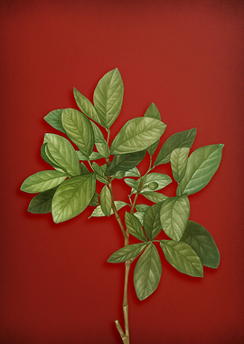 Vintage Botanical on Red