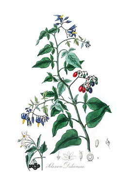 Bittersweet Solanum