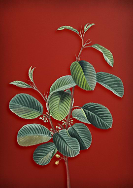 Vintage Botanical on Red